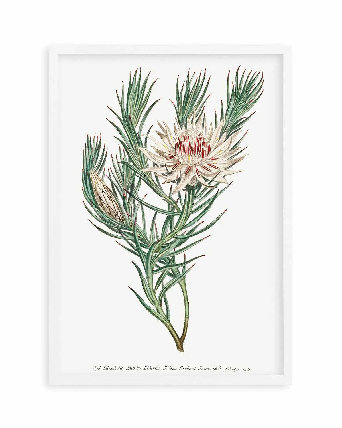 Protea Vintage Illustration Art Print from Olive et Oriel where you can shop wallpaper and artworks online