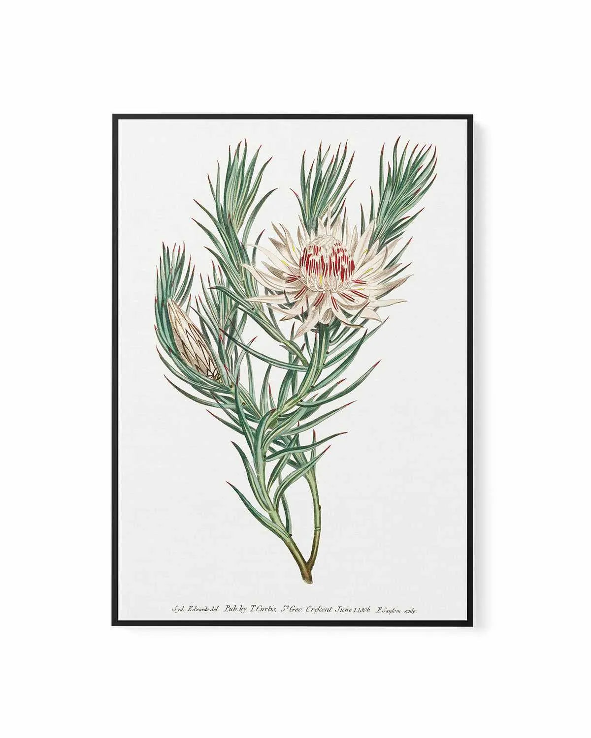 Protea Vintage Illustration | Framed Canvas Art Print from Olive et Oriel where you can shop wallpaper and artworks online