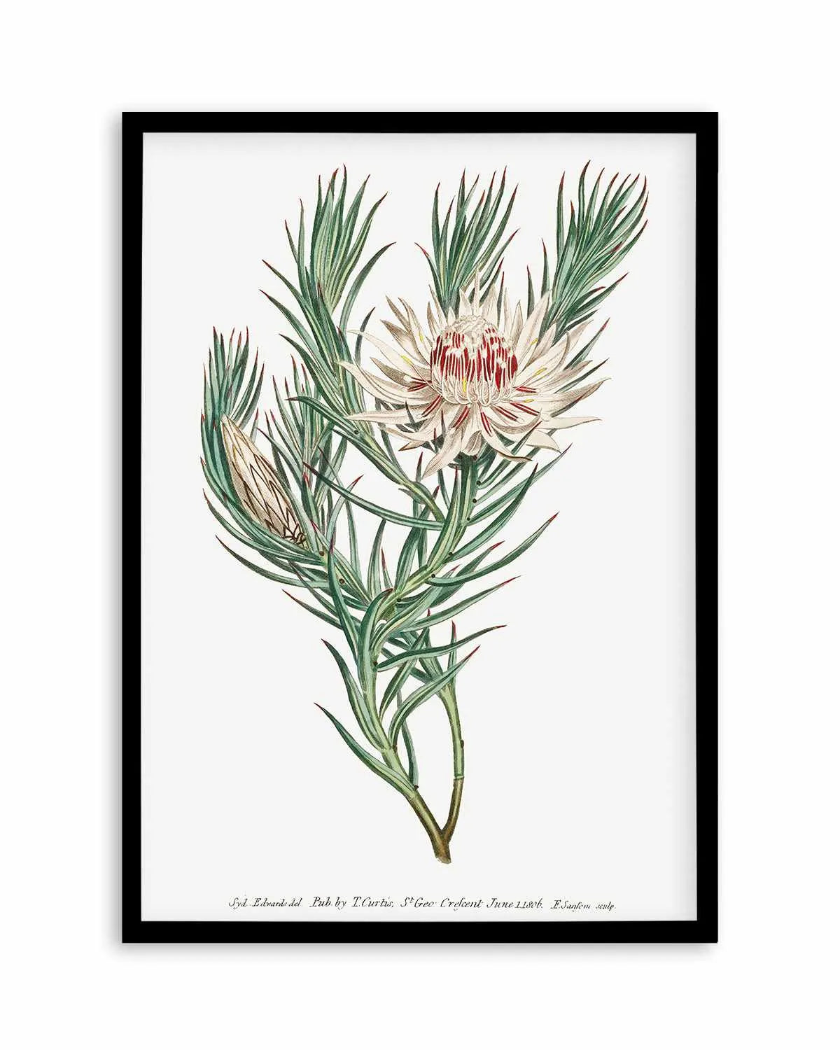 Protea Vintage Illustration Art Print from Olive et Oriel where you can shop wallpaper and artworks online