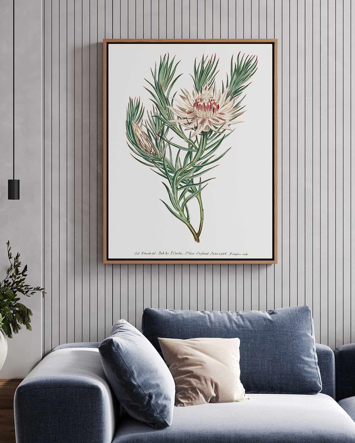 Protea Vintage Illustration | Framed Canvas Art Print