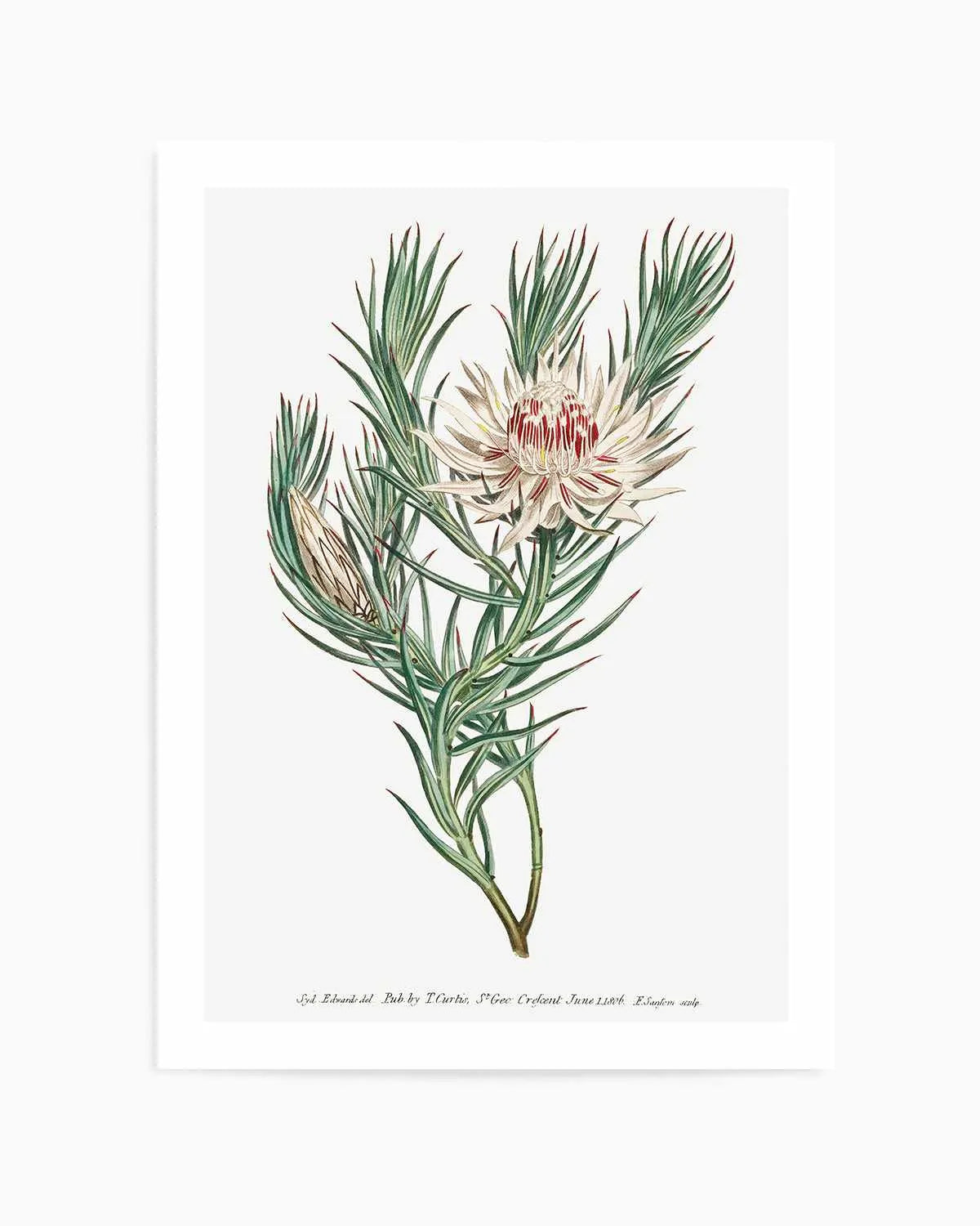 Protea Vintage Illustration Art Print from Olive et Oriel where you can shop wallpaper and artworks online