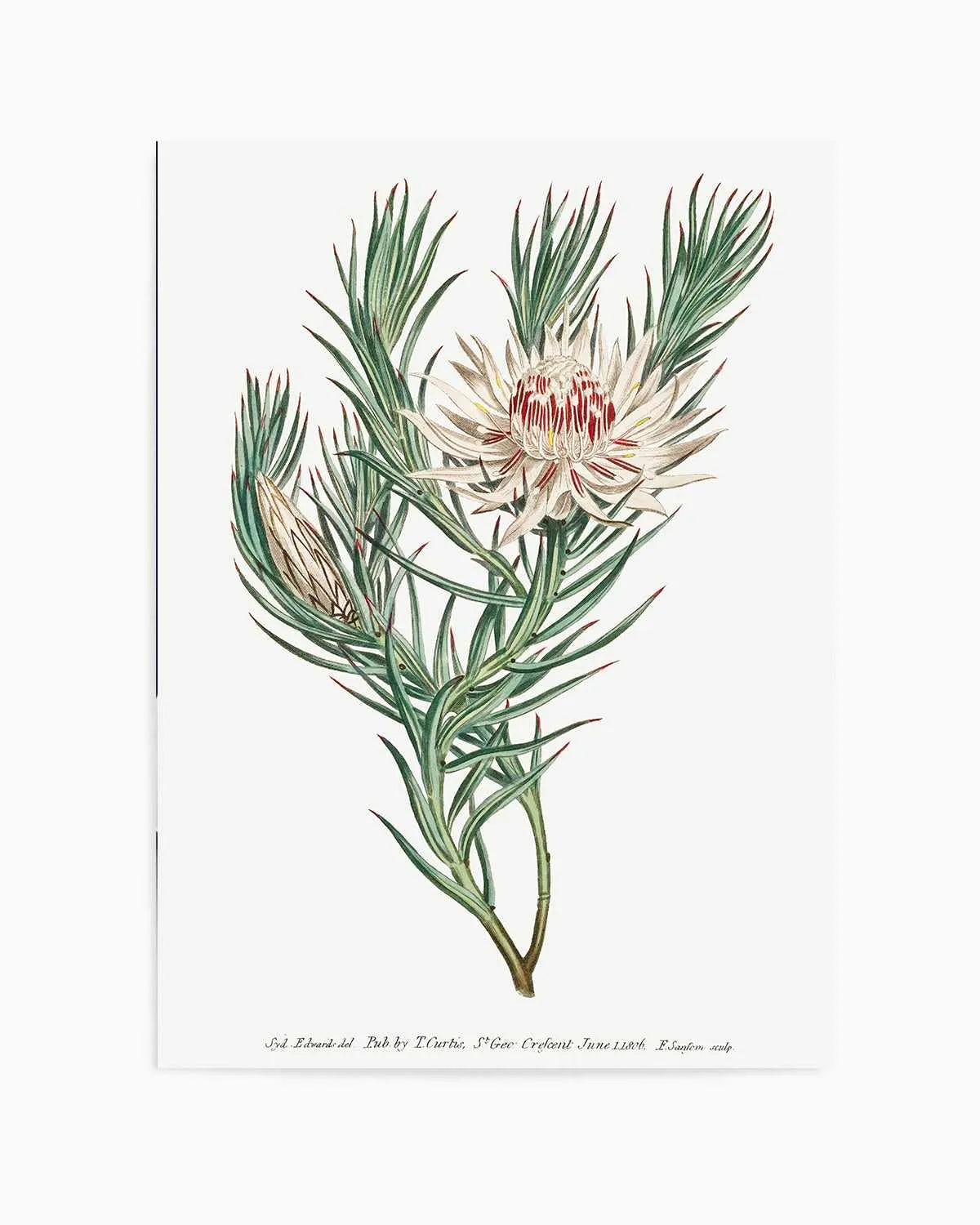Protea Vintage Illustration Art Print from Olive et Oriel where you can shop wallpaper and artworks online