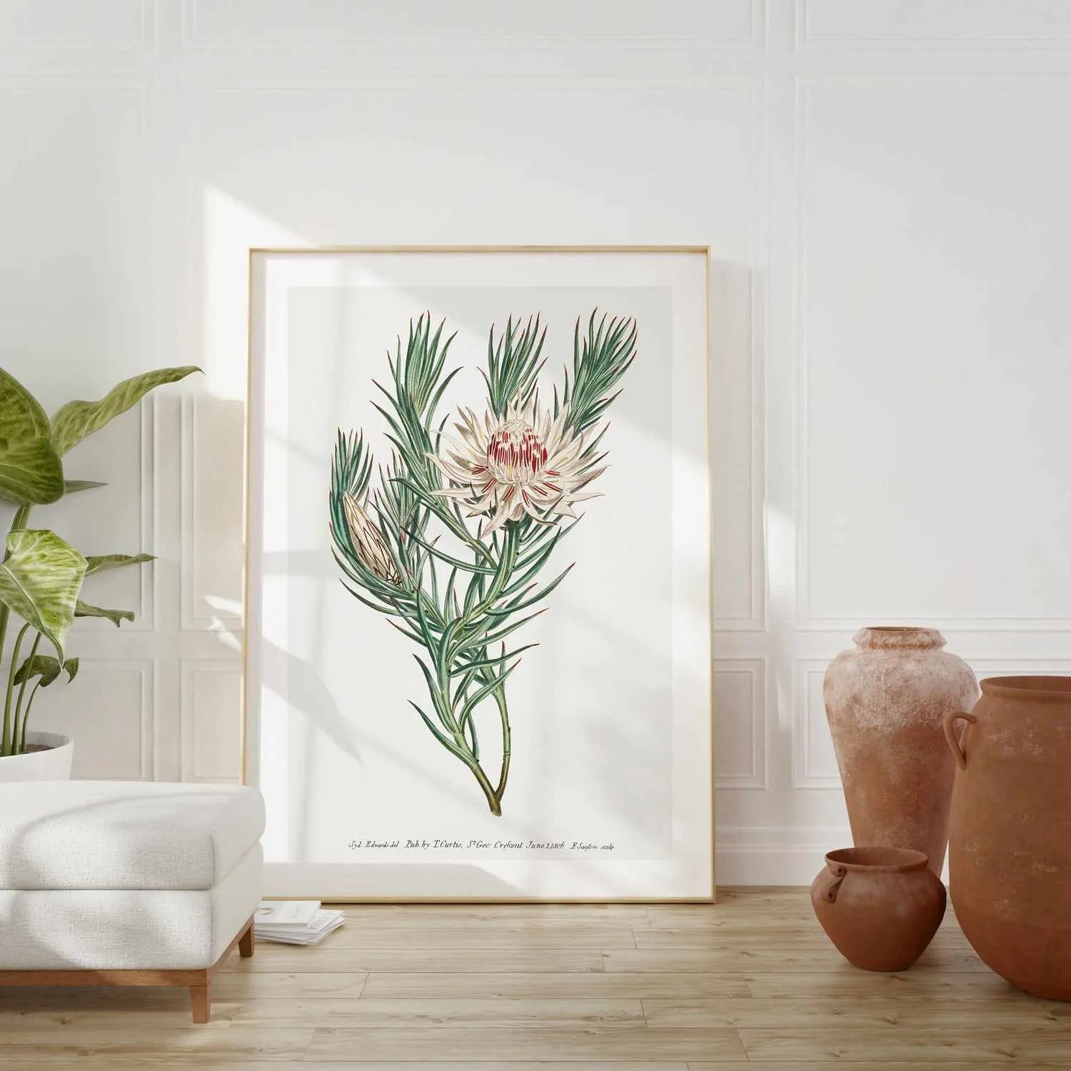 Protea Vintage Illustration Art Print from Olive et Oriel where you can shop wallpaper and artworks online