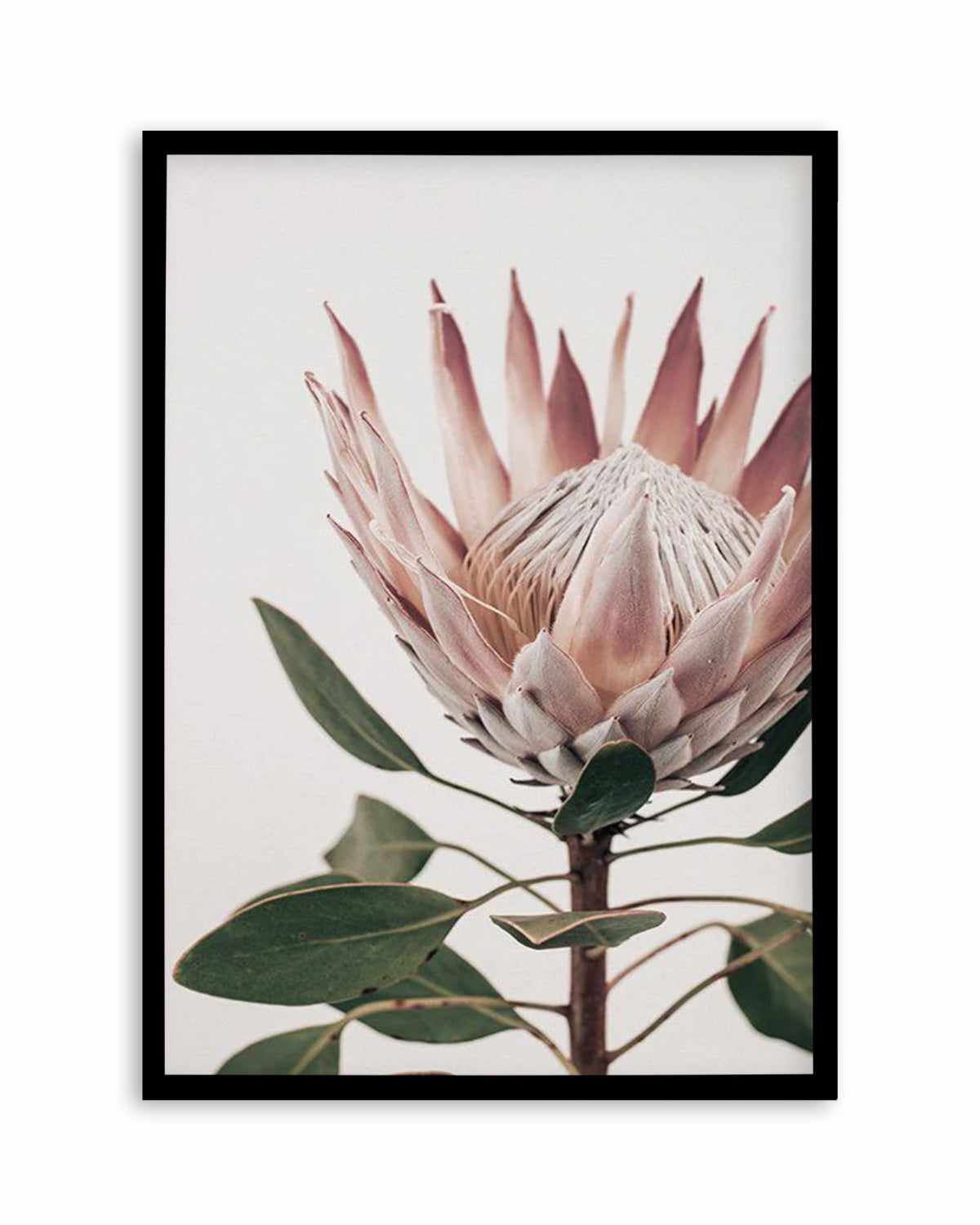 Protea in Overture I Art Print