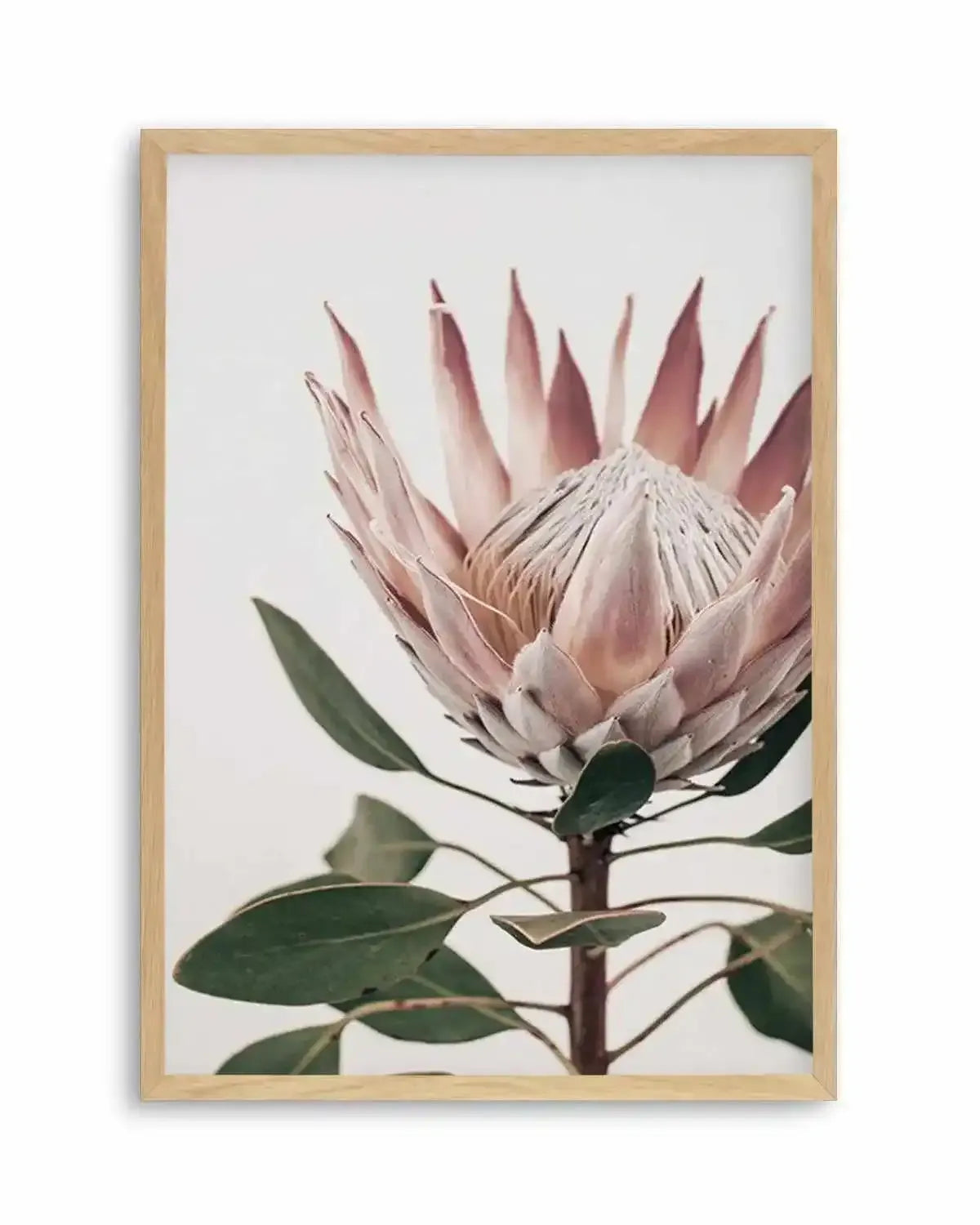 Protea in Overture I Art Print from Olive et Oriel where you can shop wallpaper and artworks online