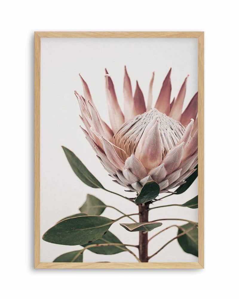 Protea in Overture I Art Print