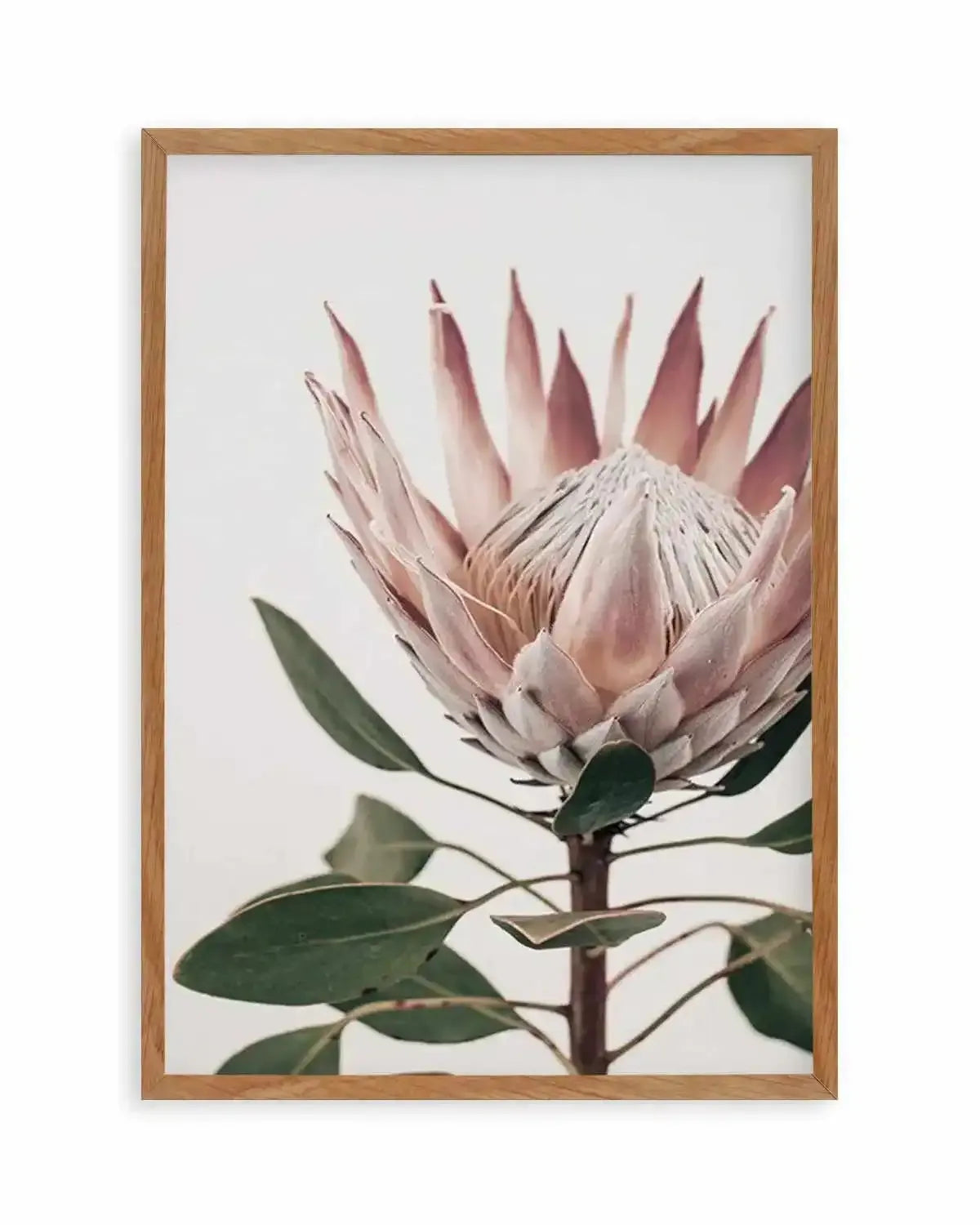 Protea in Overture I Art Print from Olive et Oriel where you can shop wallpaper and artworks online