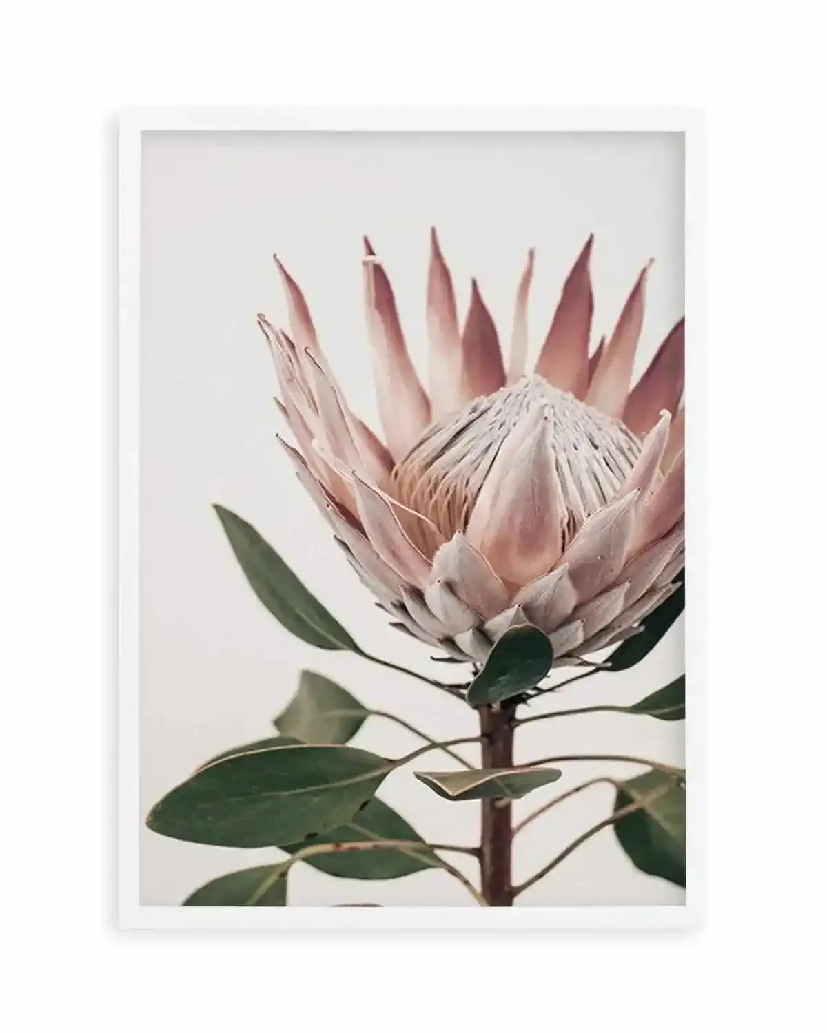 Protea in Overture I Art Print from Olive et Oriel where you can shop wallpaper and artworks online