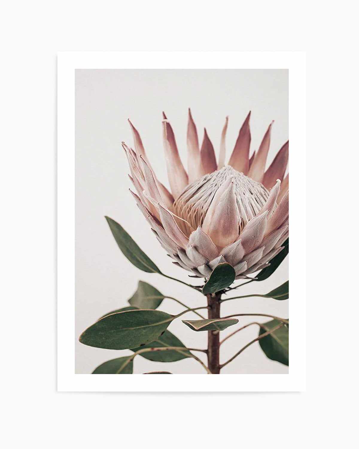 Protea in Overture I Art Print