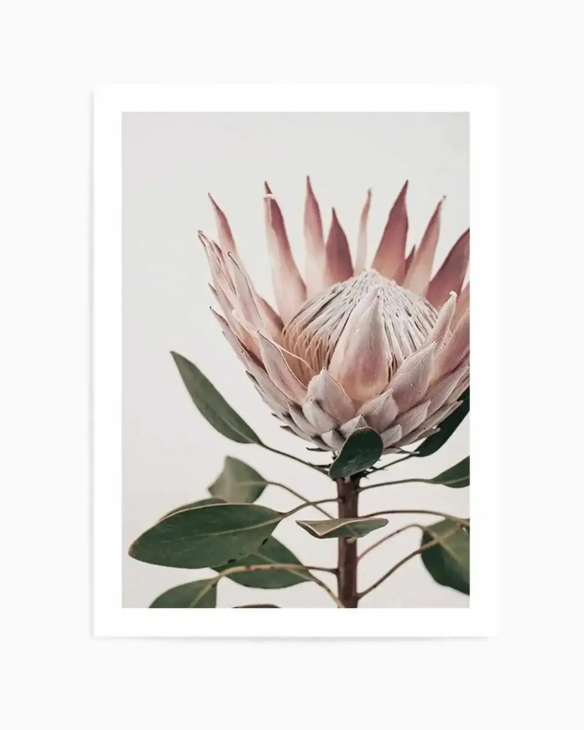 Protea in Overture I Art Print from Olive et Oriel where you can shop wallpaper and artworks online
