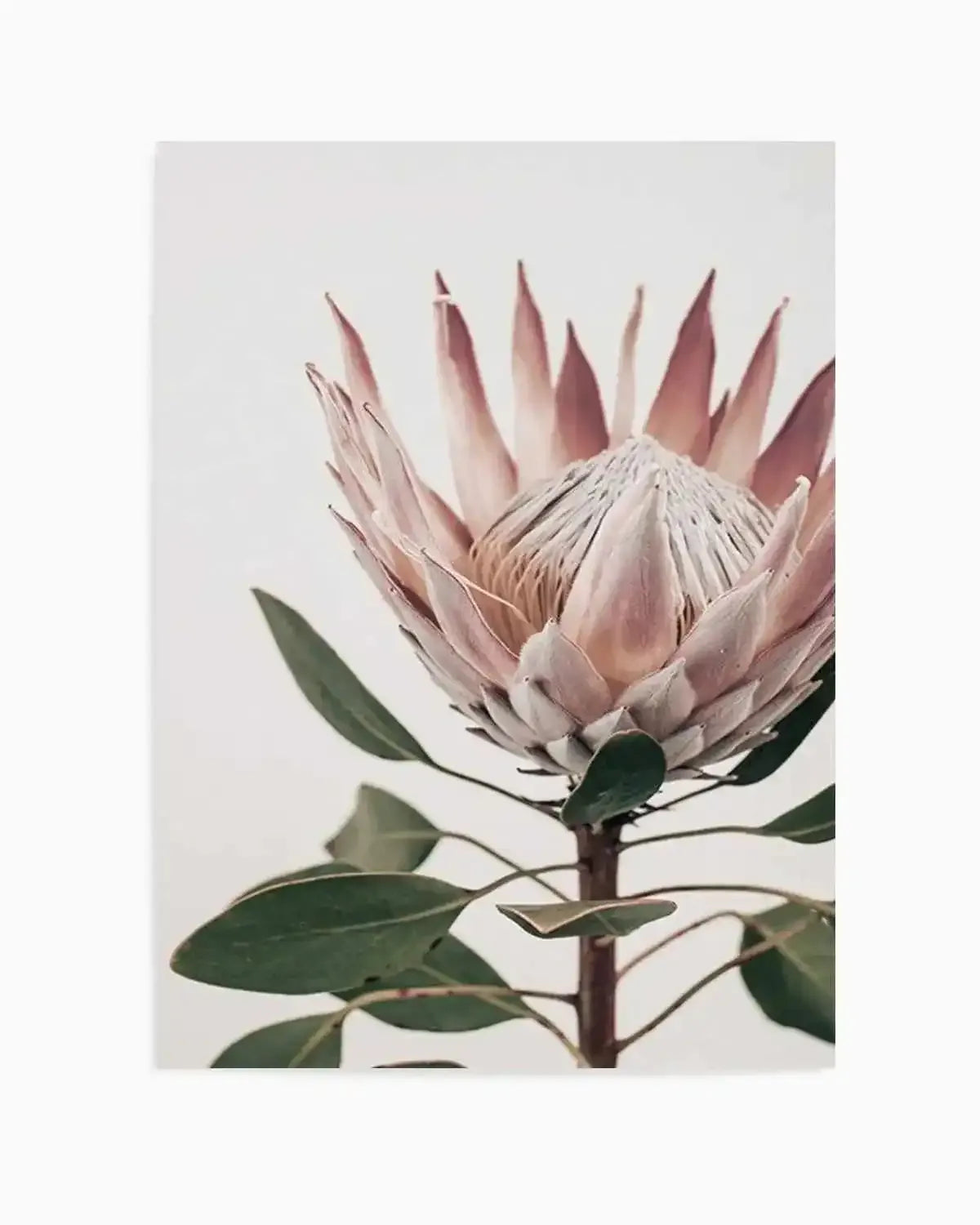 Protea in Overture I Art Print from Olive et Oriel where you can shop wallpaper and artworks online