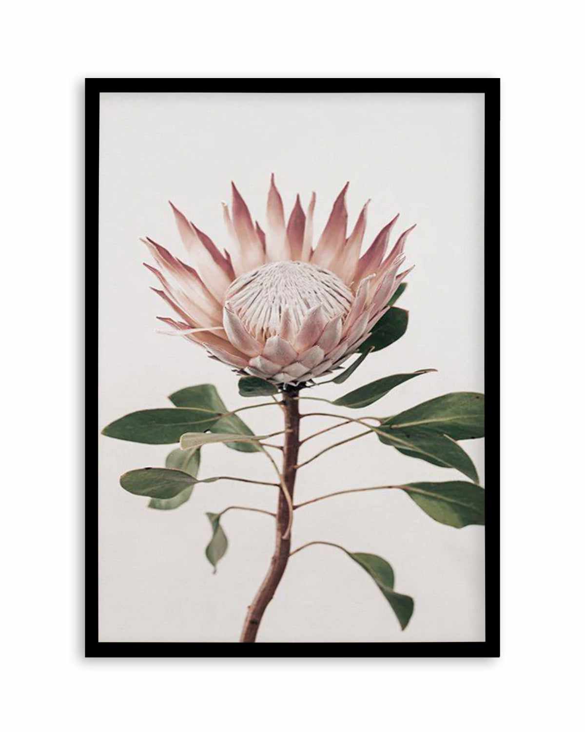 Protea in Overture II Art Print