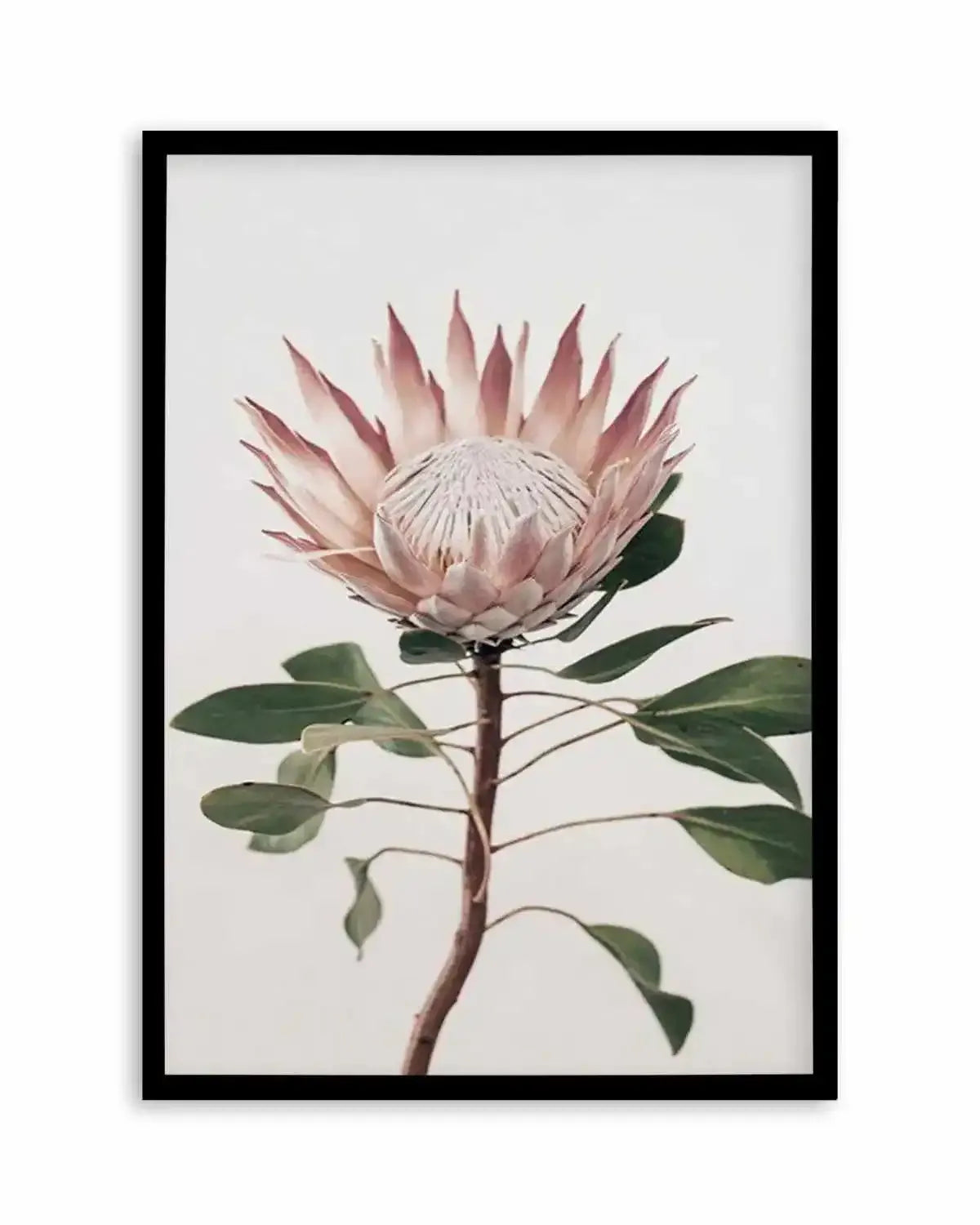 Protea in Overture II Art Print from Olive et Oriel where you can shop wallpaper and artworks online