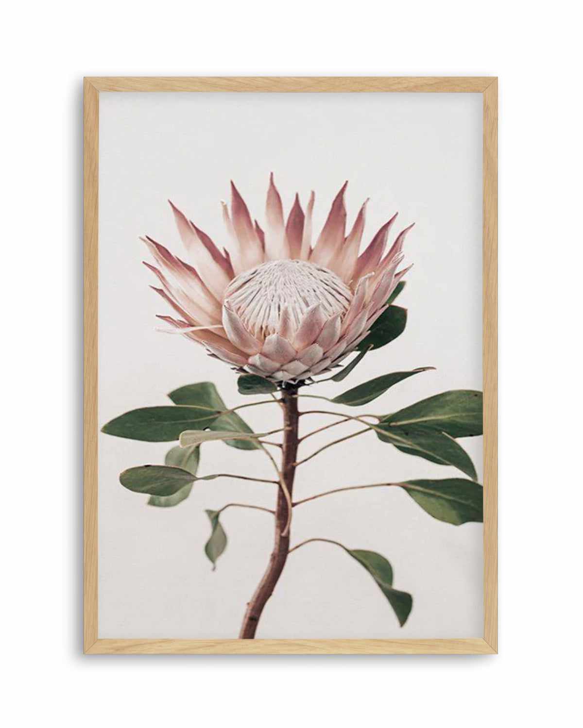 Protea in Overture II Art Print