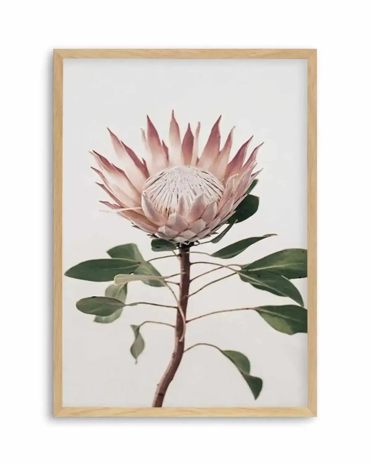 Protea in Overture II Art Print from Olive et Oriel where you can shop wallpaper and artworks online