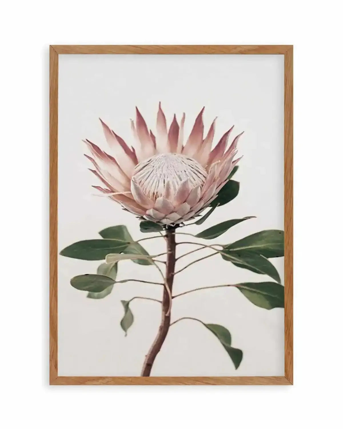 Protea in Overture II Art Print from Olive et Oriel where you can shop wallpaper and artworks online