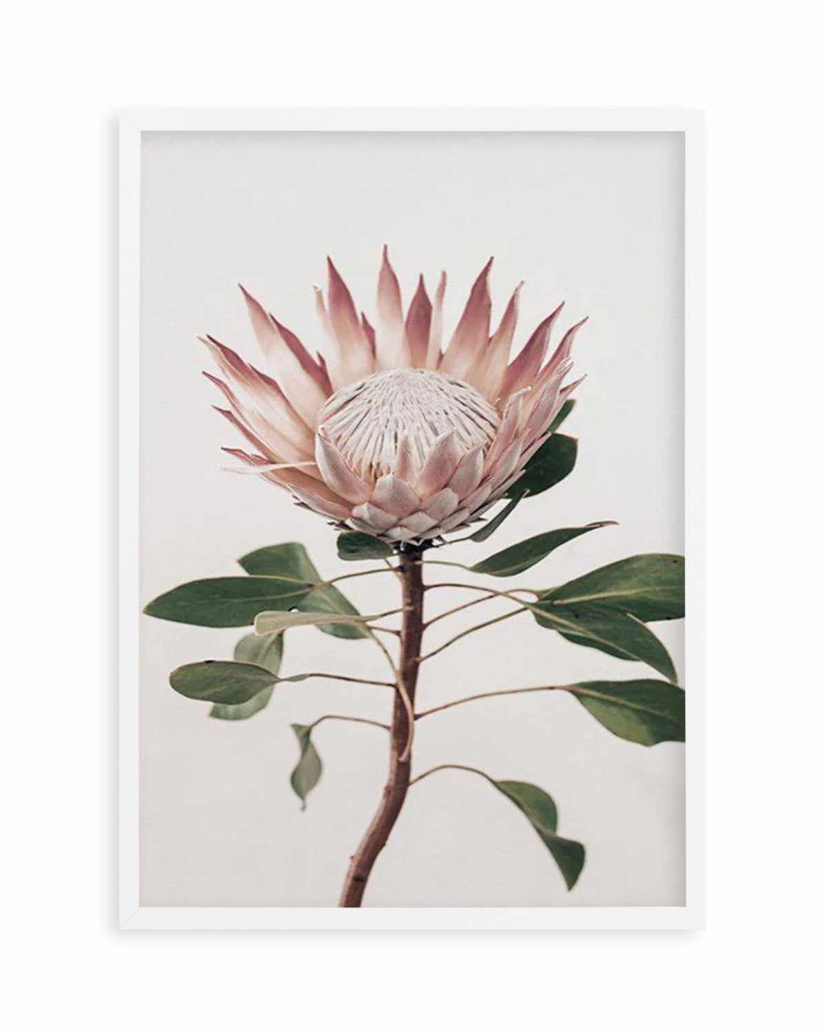 Protea in Overture II Art Print