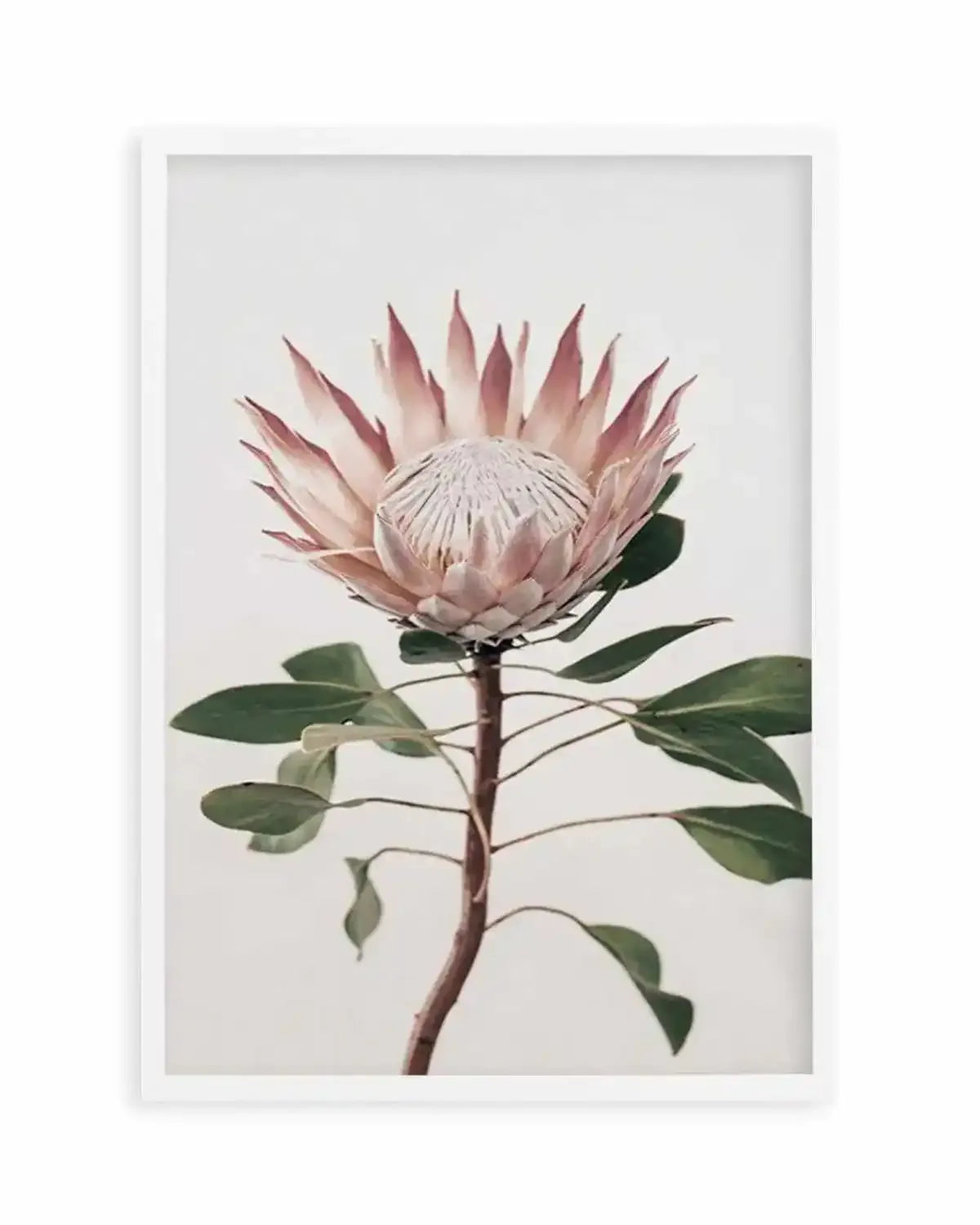 Protea in Overture II Art Print from Olive et Oriel where you can shop wallpaper and artworks online