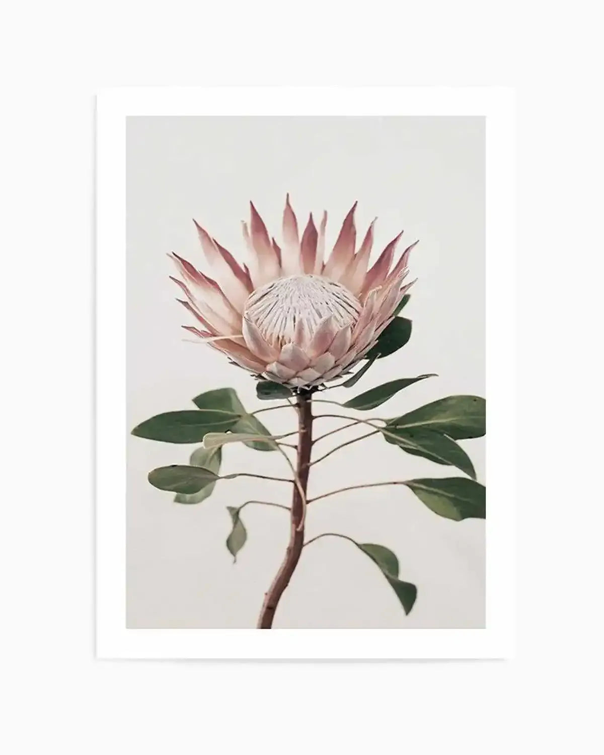 Protea in Overture II Art Print from Olive et Oriel where you can shop wallpaper and artworks online