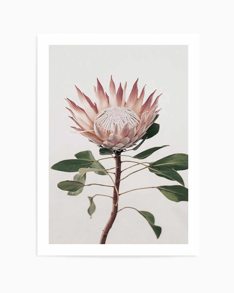 Protea in Overture II Art Print
