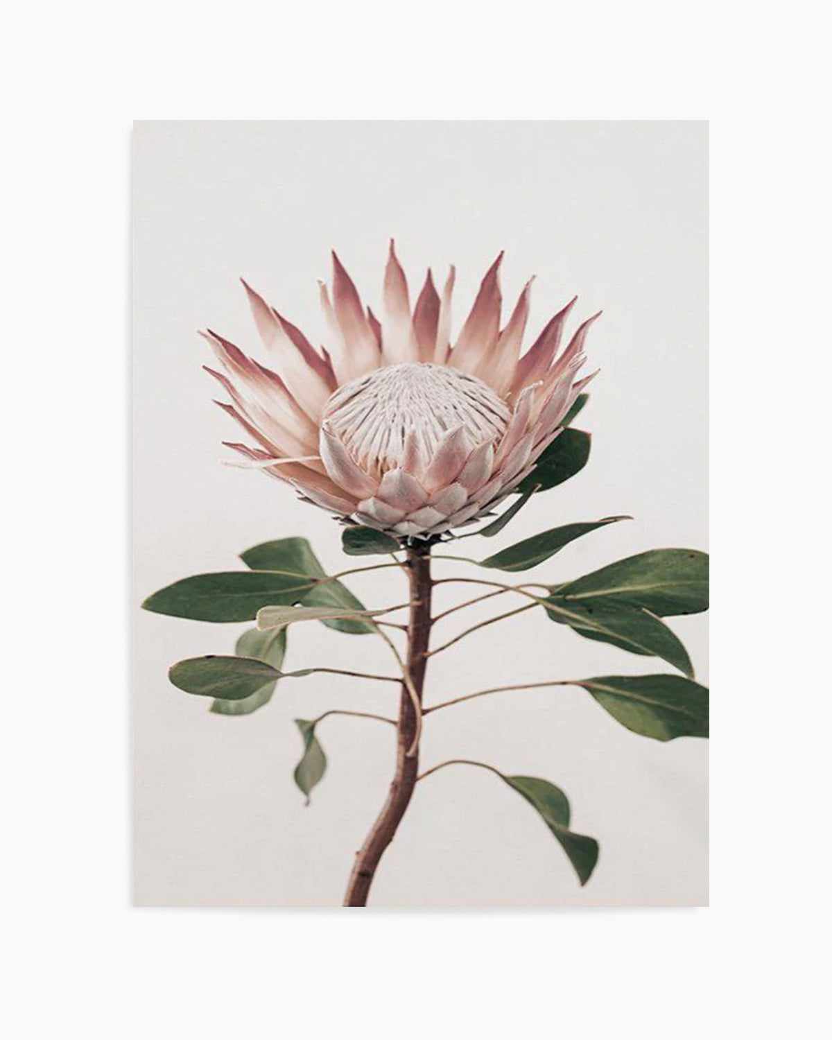 Protea in Overture II Art Print