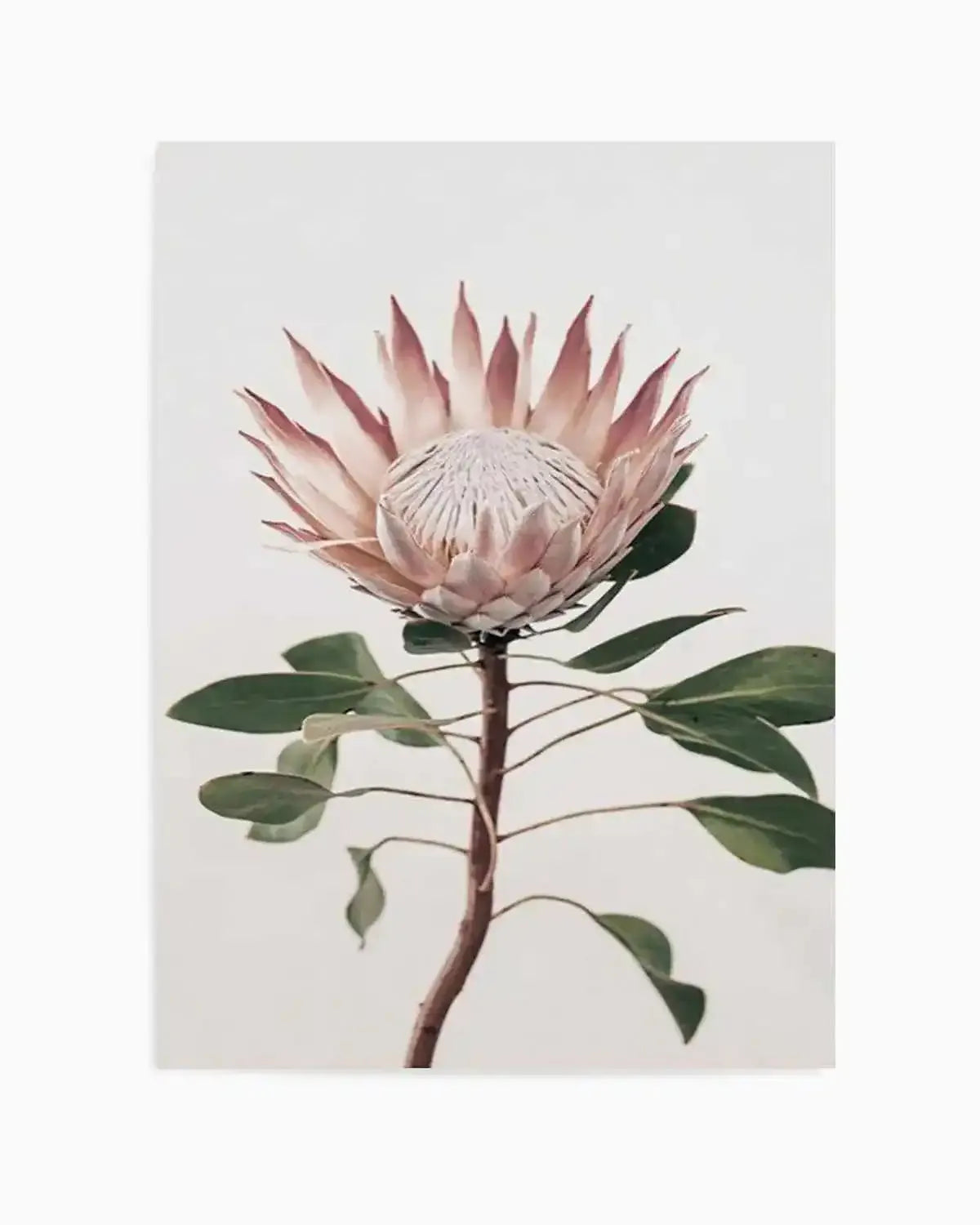 Protea in Overture II Art Print from Olive et Oriel where you can shop wallpaper and artworks online