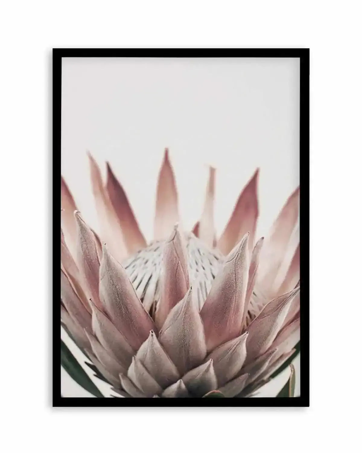Protea in Overture III Art Print from Olive et Oriel where you can shop wallpaper and artworks online