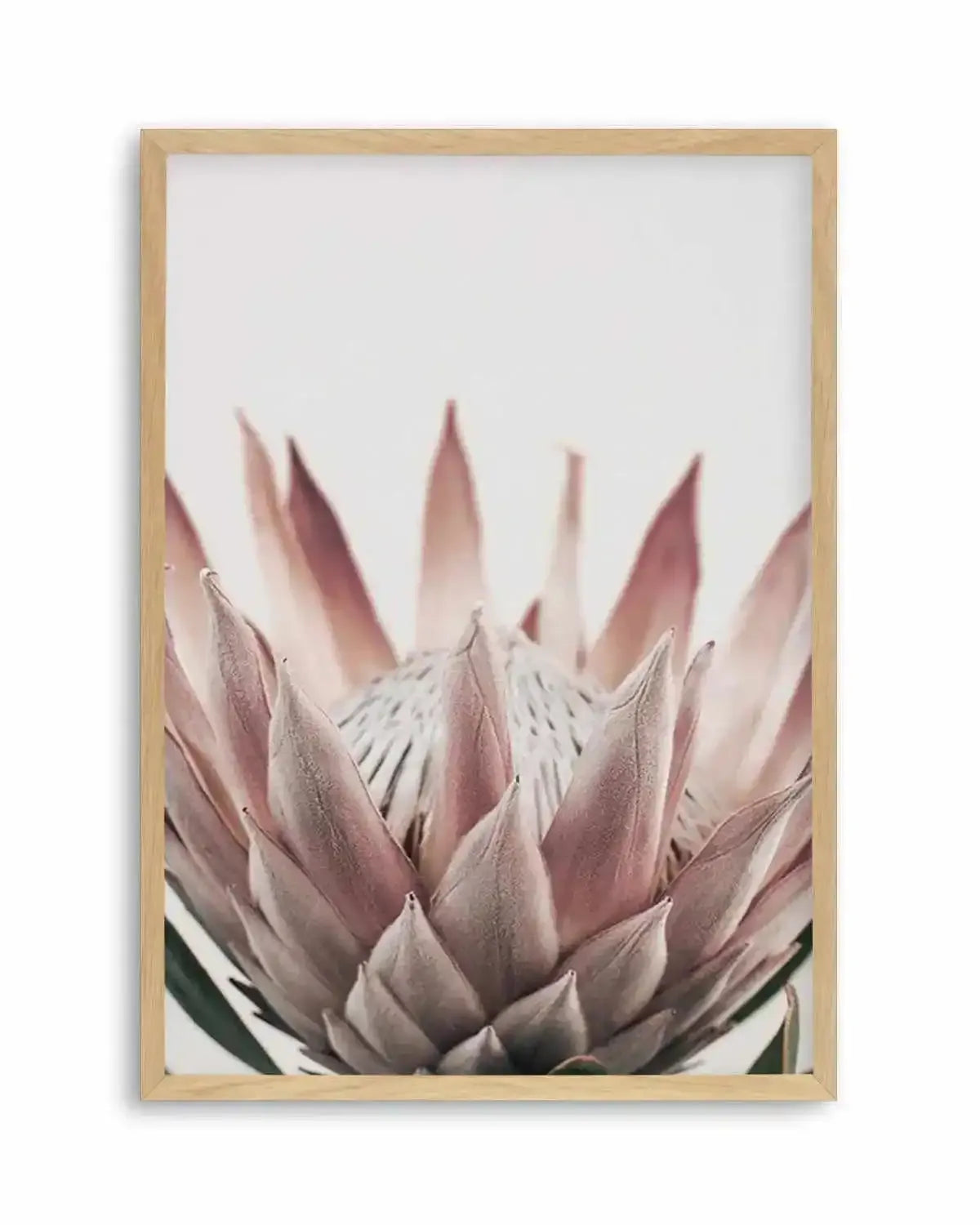Protea in Overture III Art Print from Olive et Oriel where you can shop wallpaper and artworks online