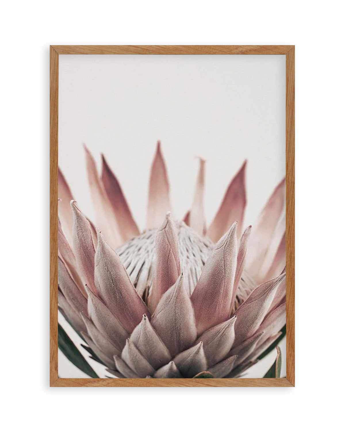 Protea in Overture III Art Print