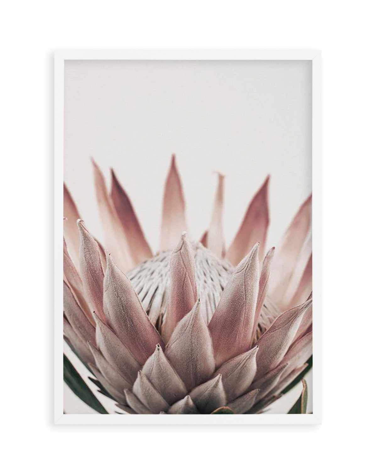 Protea in Overture III Art Print