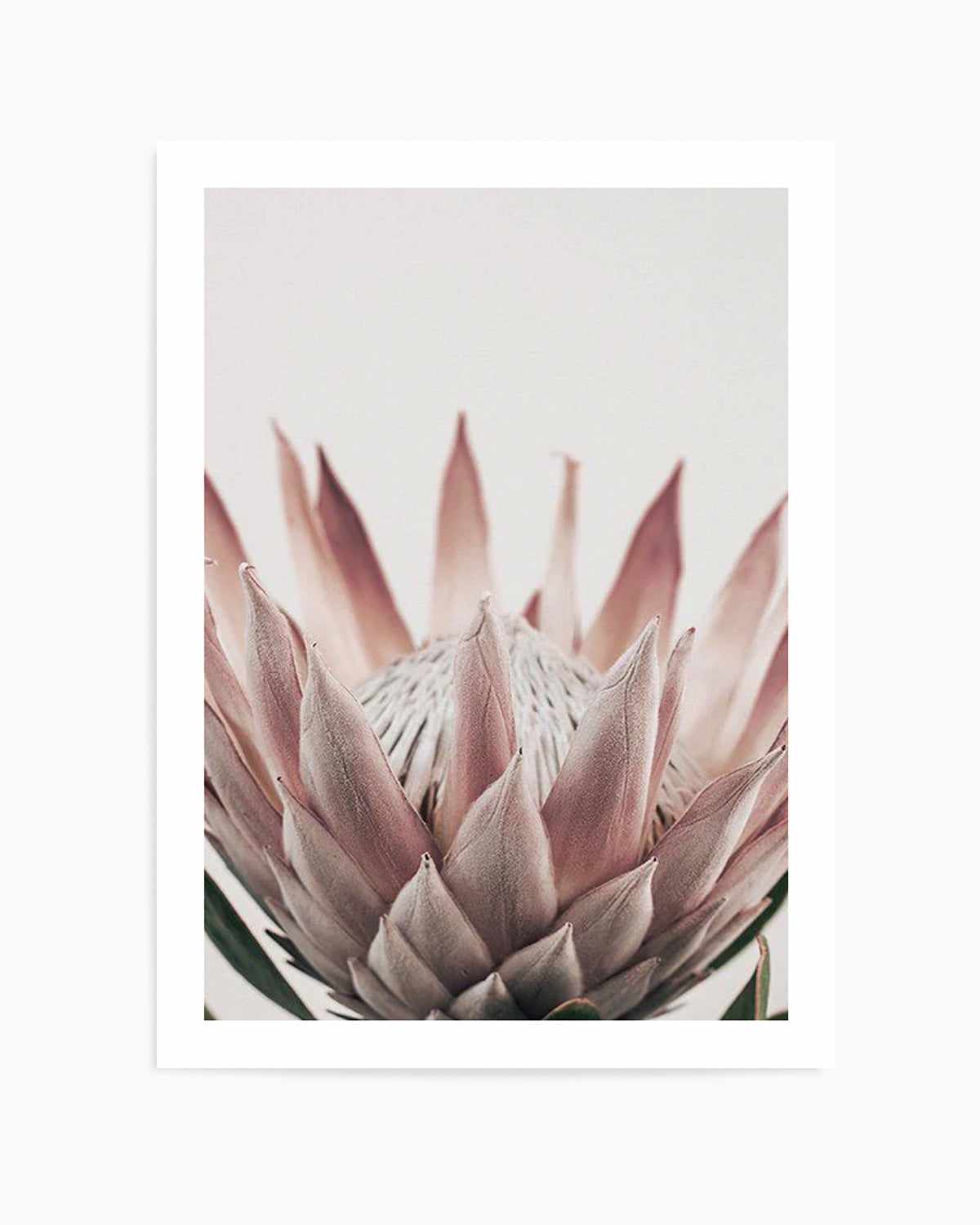 Protea in Overture III Art Print