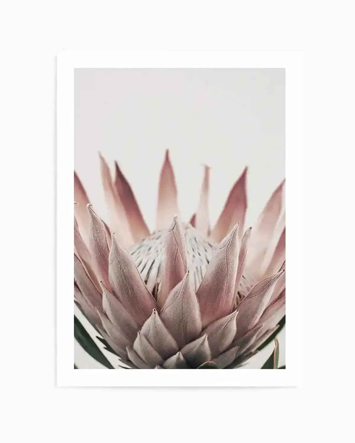 Protea in Overture III Art Print from Olive et Oriel where you can shop wallpaper and artworks online