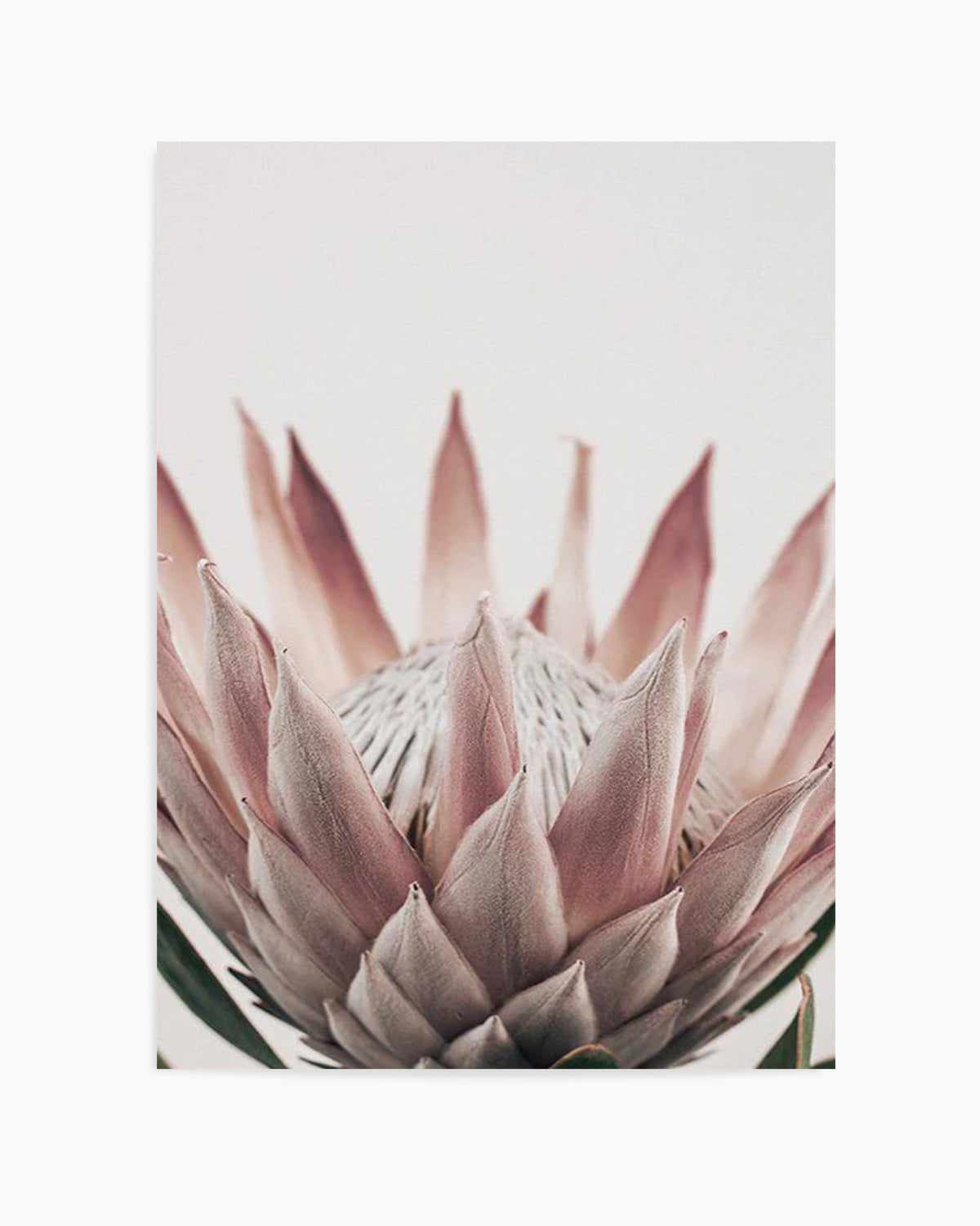 Protea in Overture III Art Print