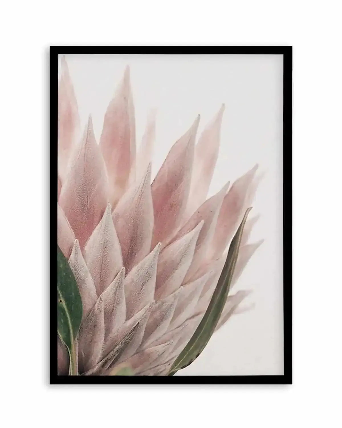 Protea in Overture IV Art Print from Olive et Oriel where you can shop wallpaper and artworks online