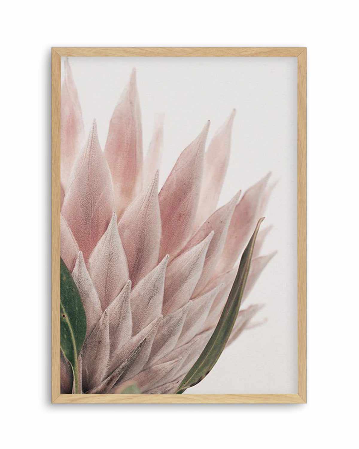 Protea in Overture IV Art Print