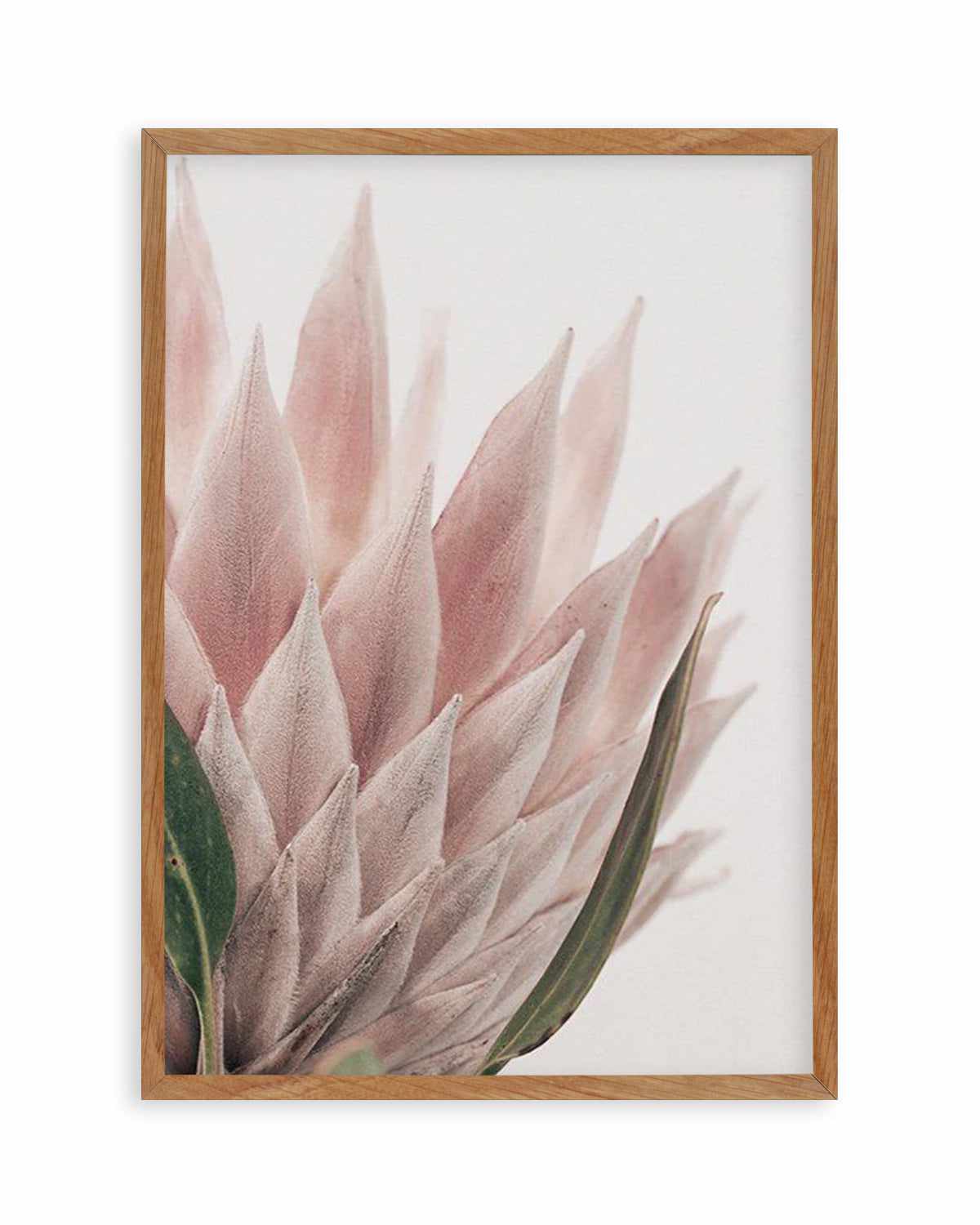 Protea in Overture IV Art Print