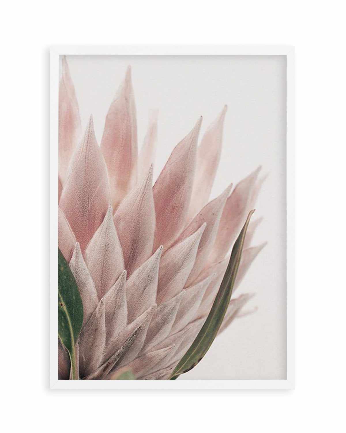 Protea in Overture IV Art Print