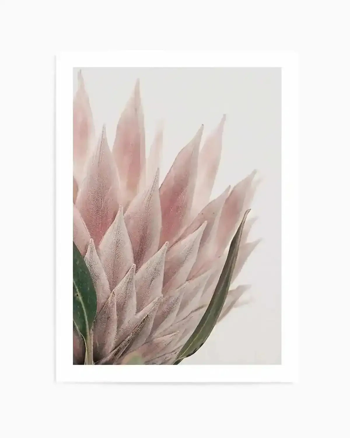 Protea in Overture IV Art Print from Olive et Oriel where you can shop wallpaper and artworks online