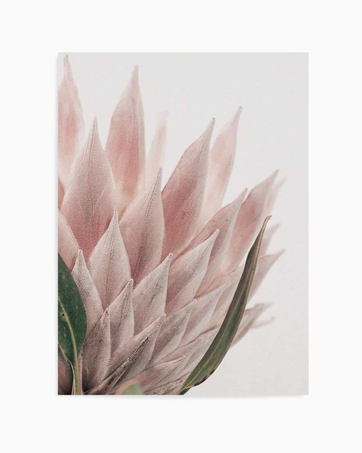 Protea in Overture IV Art Print