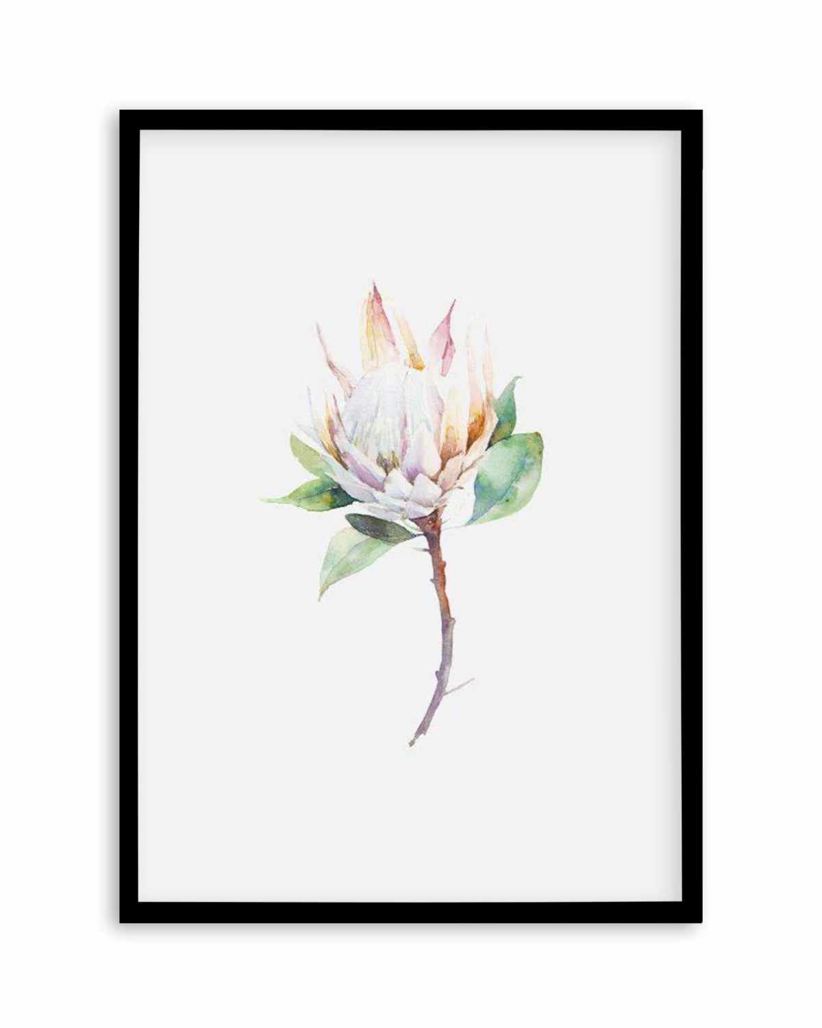 Protea in Watercolour Art Print