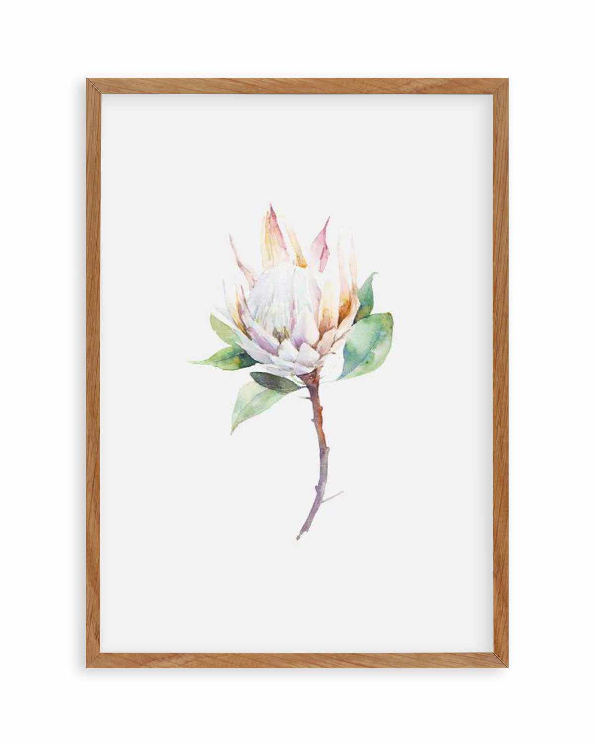 Protea in Watercolour Art Print