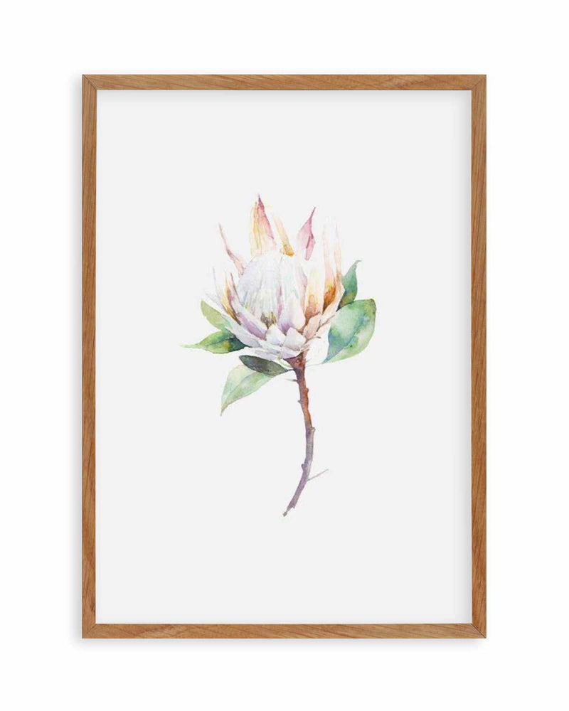 Protea in Watercolour Art Print