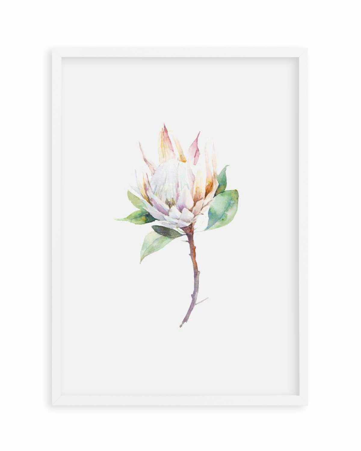 Protea in Watercolour Art Print