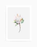 Protea in Watercolour Art Print