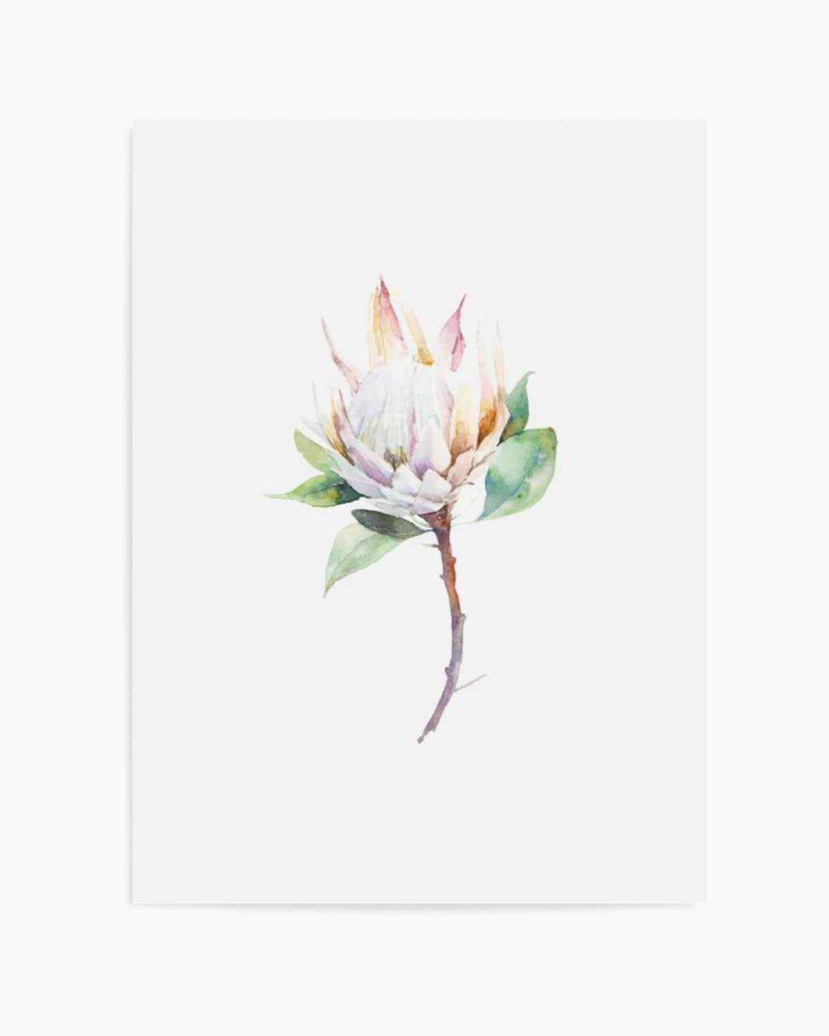 Protea in Watercolour Art Print