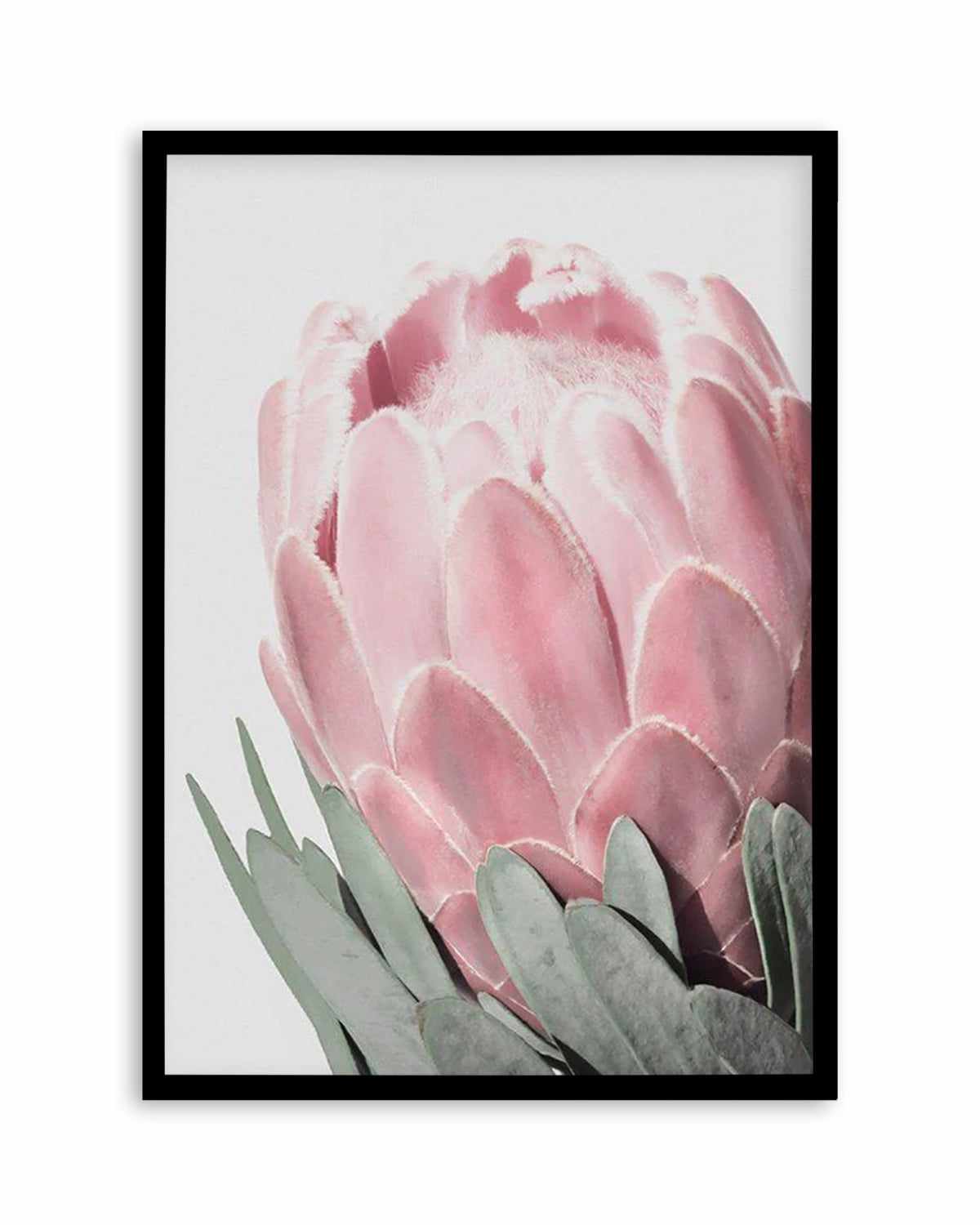 Queen Protea Art Print