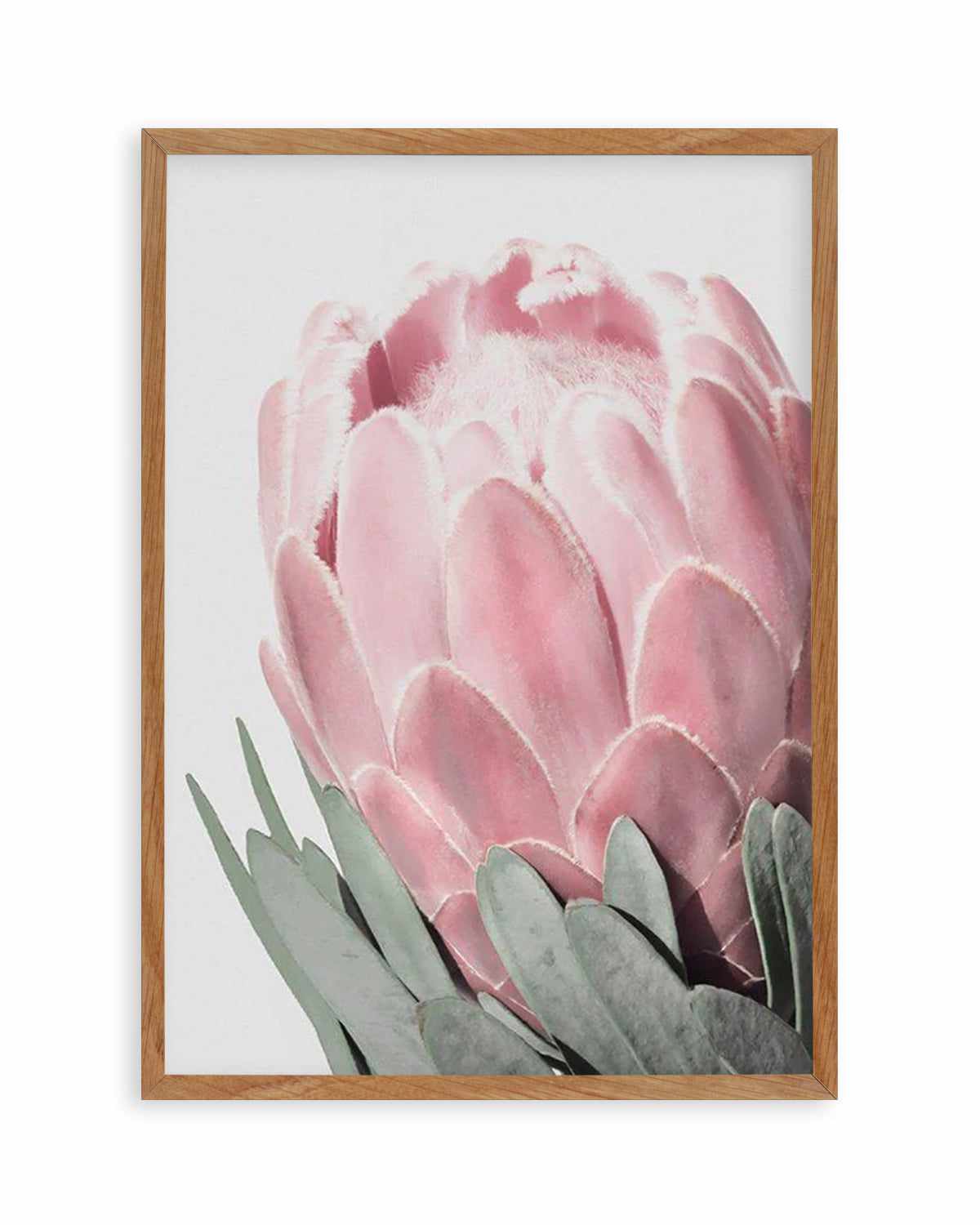 Queen Protea Art Print