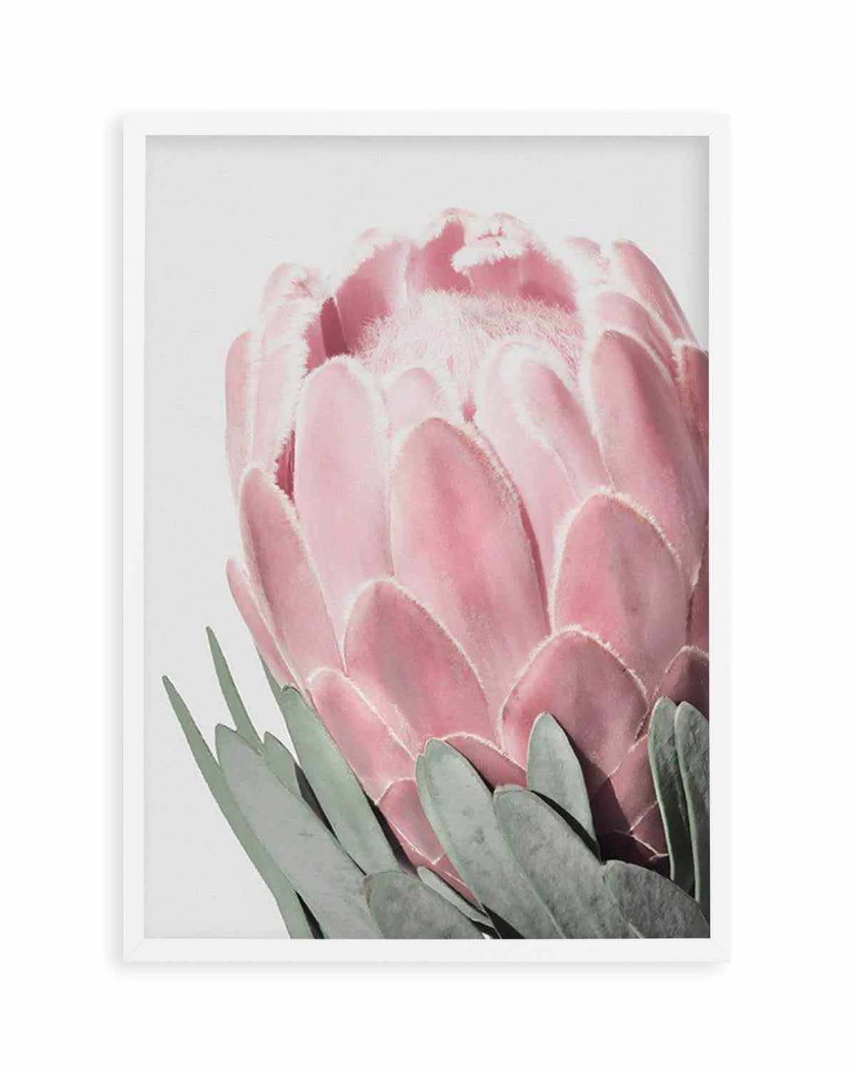 Queen Protea Art Print