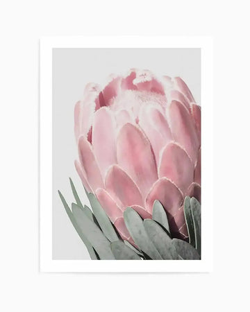 Premium queen-protea-white from Olive et Oriel