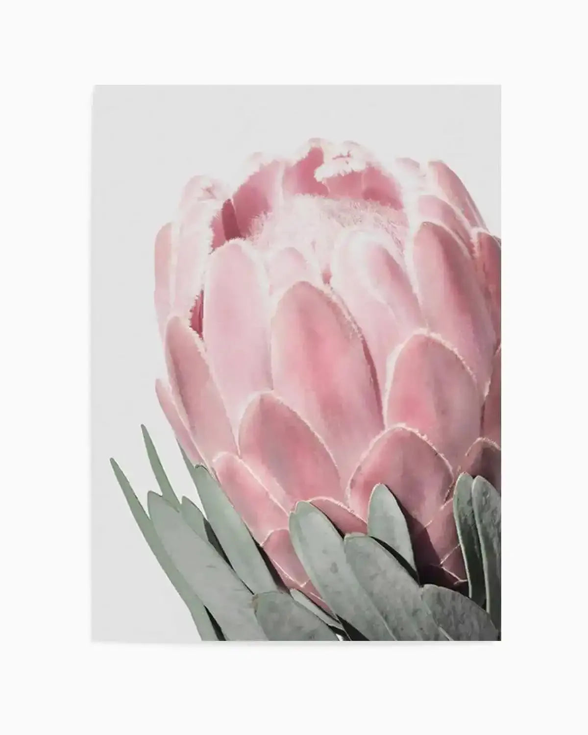 Queen Protea Art Print from Olive et Oriel where you can shop wallpaper and artworks online